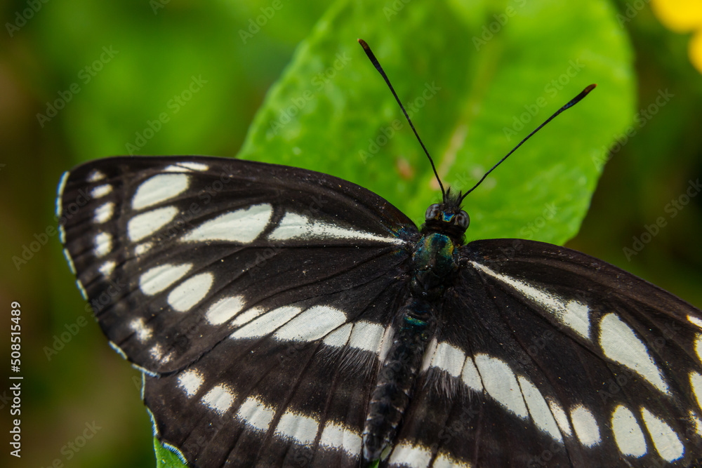 A day butterfly from the family nymphalidae, Neptis sappho. The butterfly is very trusting, is not afraid of a person, sits on his hands, on his face A day butterfly from the family nymphalidae, Neptis sappho. The butterfly is very trusting, is not afraid of a person, sits on his hands, on his face