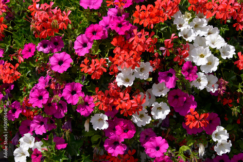 Blooming white petunia and red geraniums flowers with hair grass photo