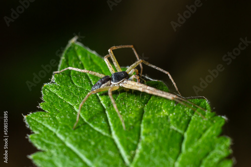 Adult Male Running Crab Spider of the Family Philodromidae photo