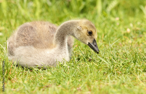 Canada Goose gosling - branta canadensis - resting on grass with its legs tucked under its body