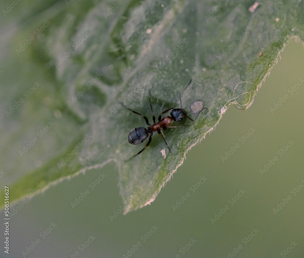 spider on a leaf spider on a leaf