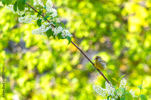 European greenfinch on a branch of flowering bird cherry looks ahead