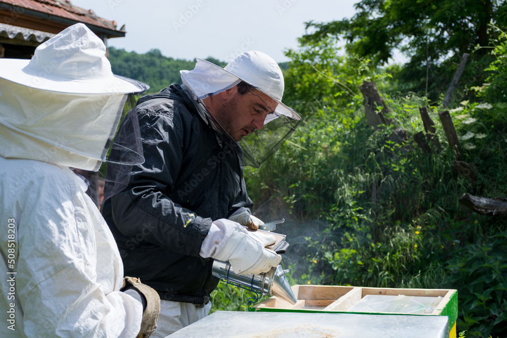 Beekeeper smoking bees with bee smoker in hive on a spring day in the apiary. The beekeeper wears a protective suit and gloves. Beekeeping concept Beekeeper smoking bees with bee smoker in hive on a spring day in the apiary. The beekeeper wears a protective suit and gloves. Beekeeping concept