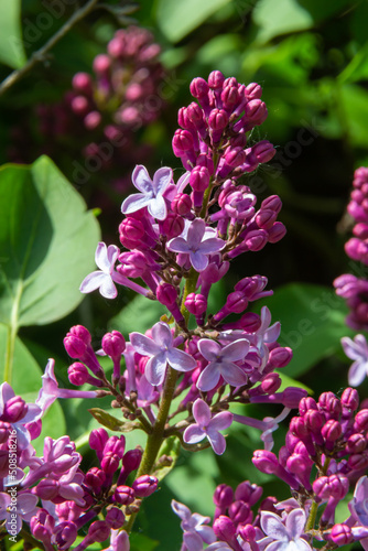 Branch of lilac flowers with green leaves  floral natural seasonal hipster background