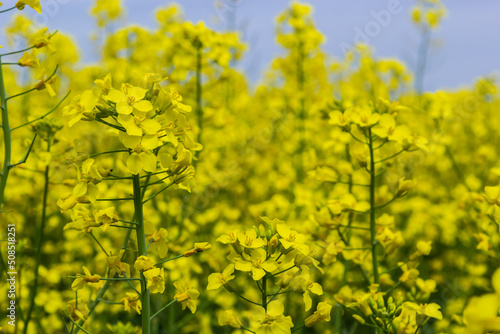 The rapeseed field blooms with bright yellow flowers on blue sky in Ukraine. Closeup