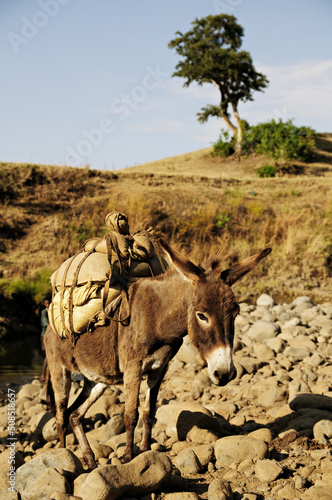 Un âne et son chargement dans la campagne près des chutes du Nil bleu, Ethiopie © Pascal