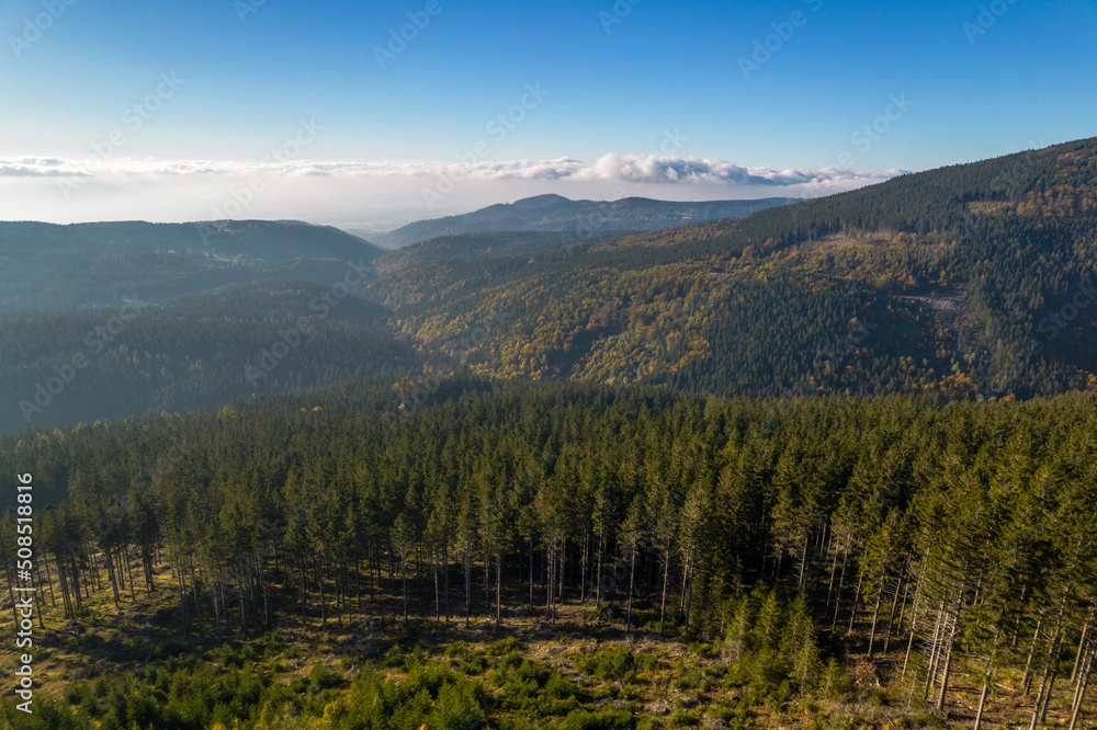 Coniferous forest and green mountains in a sunny day, blue sky and white clouds. 