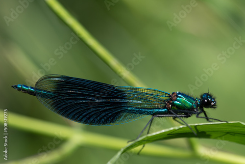 Close-up of a blue demoiselle (Calopteryx) sitting on a green blade of grass in summer and lurking for prey.