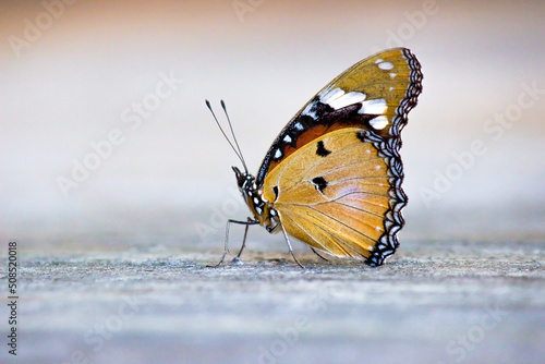 The Plain tiger butterfly resting on the ground