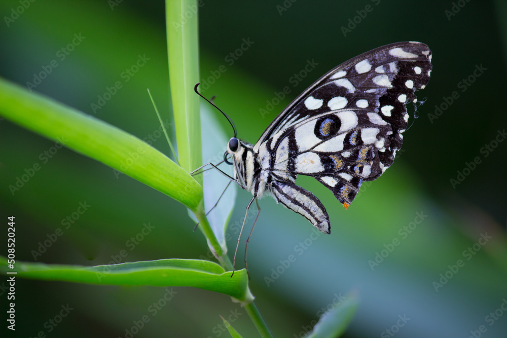 Obraz premium Cute butterfly on the flower plant in natures background