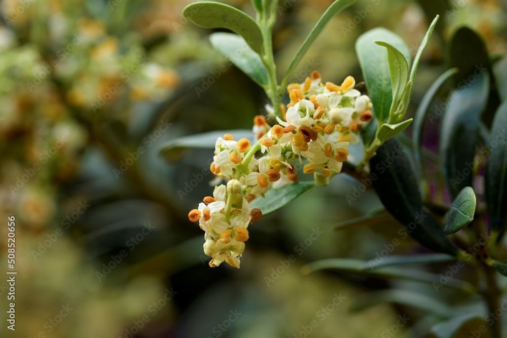 flores de olivo polen alergia - obrazy, fototapety, plakaty 