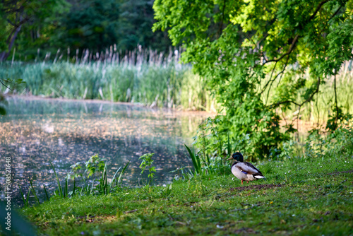 Duck on grass in Provincial Domain Rivierenhof Park photo