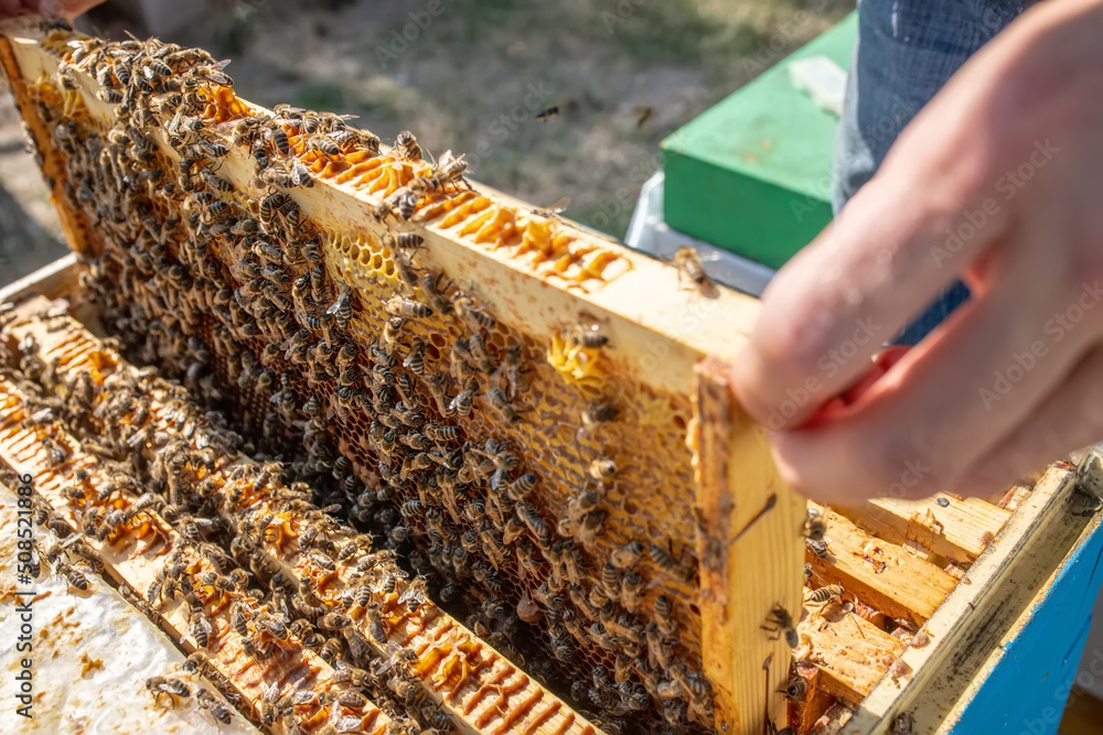 beekeeper pulls out wooden frame with wax cells and honey bees from hive. Workers' bees fly beekeeper pulls out wooden frame with wax cells and honey bees from hive. Workers' bees fly