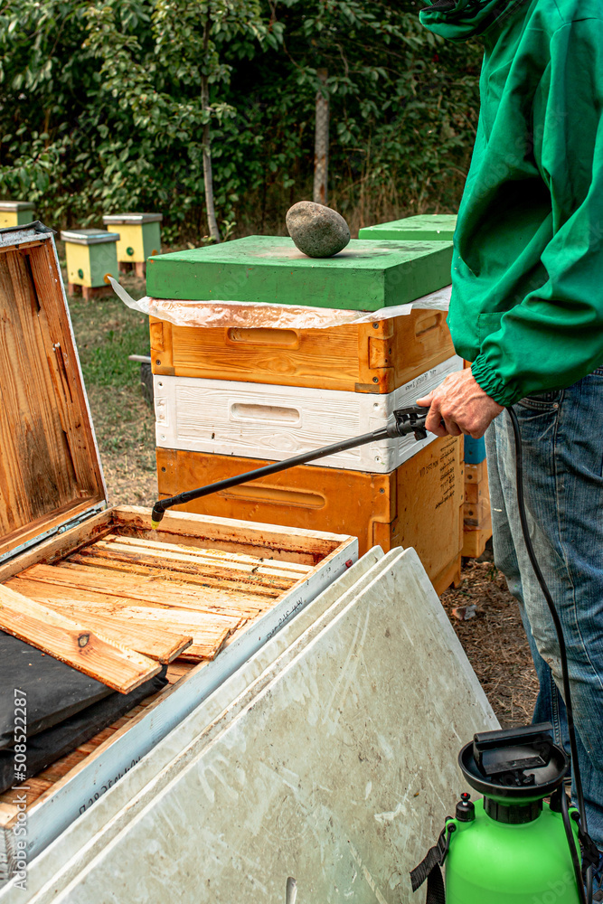Applyng oxalic acid in water solution. kills varroa mites on bee. Autumn work in bee farm. Applyng oxalic acid in water solution. kills varroa mites on bee. Autumn work in bee farm.