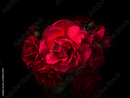 Bouquet of red roses on a black background