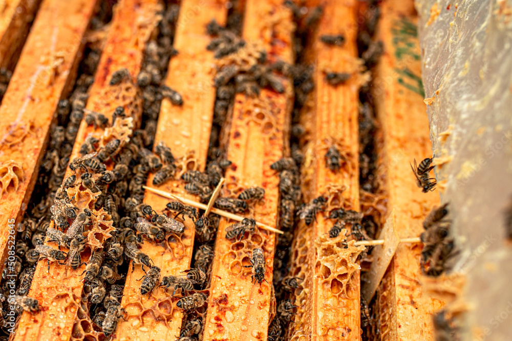 Open hive with plates from varoa mites. Diseases of bees and their treatment. Varroasis. Varroa destructor Open hive with plates from varoa mites. Diseases of bees and their treatment. Varroasis. Varroa destructor