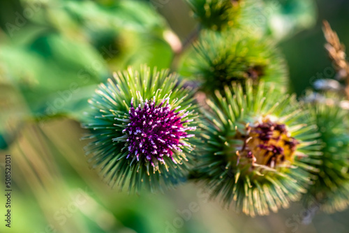Arctium lappa, greater burdock,gobo, edible burdock,lappa,beggar's buttons,thorny burr, or happy major green spiny flower with purple petals. The root of the plant is used in medicine, cosmetology and