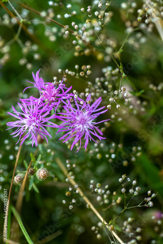 Centaurea jacea  brown knapweed or brownray knapweed Lilac pink flower for the preparation of flower infusions as a diuretic  antibacterial or choleretic agent