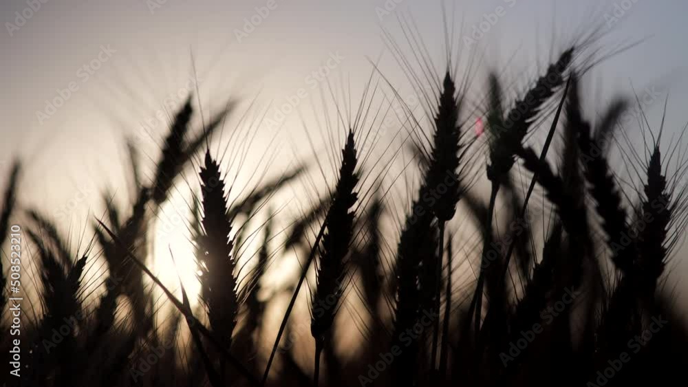 Silhouette of golden wheat or rye with sunlight on background Silhouette of golden wheat or rye with sunlight on background