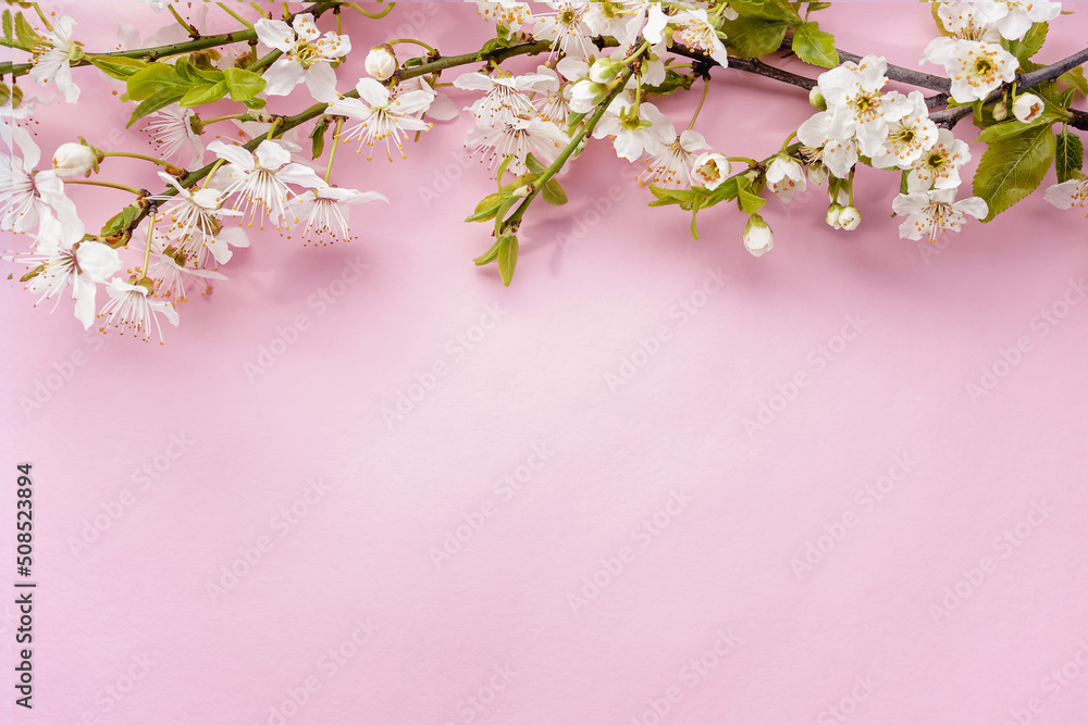 Obraz premium Spring blooming branches on pink background