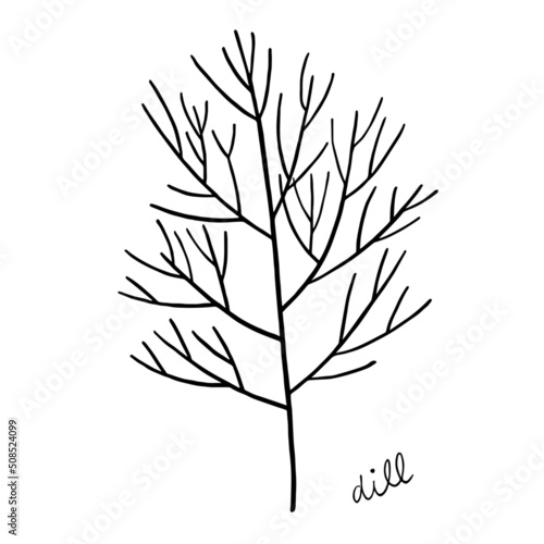 Dill outline sketch in black isolated 