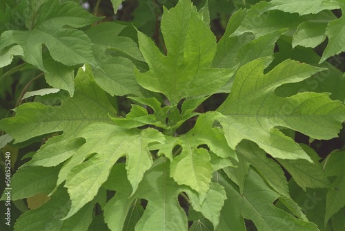 Tithonia diversifolia - Mexican Sunflower Leaves photo