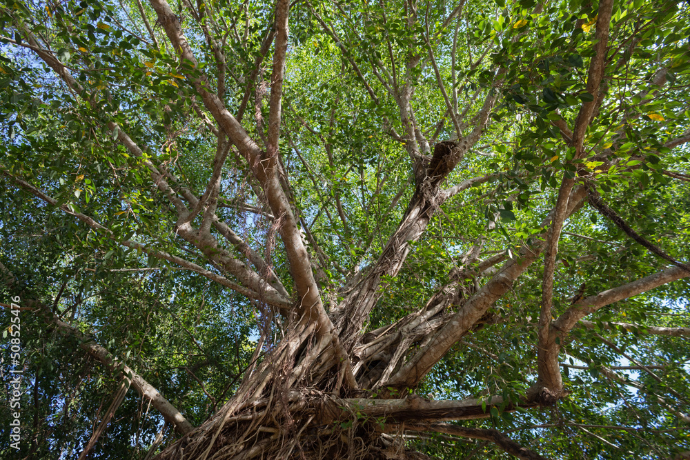 Obraz premium Big, green tree seen from below