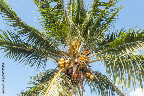 Palm tree seen from below with a blue sky during a summer day