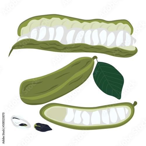 Guaba tropical fruit on a white background, ice cream beans in a closed and open pod photo