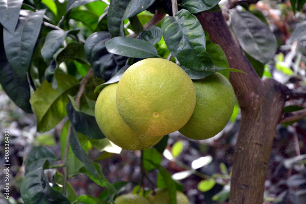 Bitter orange, Seville orange, bigarade orange, or marmalade orange. The citrus tree Citrus aurantium and its fruit. Unripe fruit