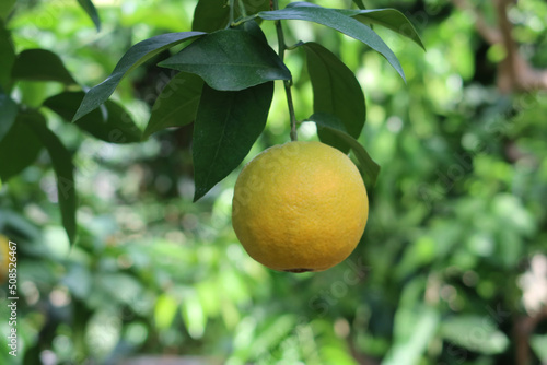 Bitter orange, Seville orange, bigarade orange, or marmalade orange. The citrus tree Citrus aurantium and its fruit. Unripe fruit
