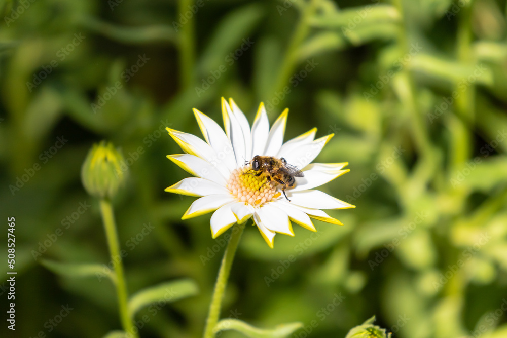 abeja sobre una margarita o bellis perennis abeja sobre una margarita o bellis perennis