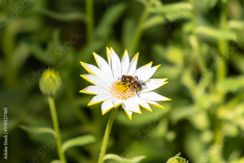 Wallpaper Mural abeja sobre una margarita o bellis perennis Torontodigital.ca