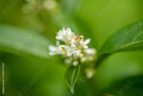 białe małe kwiaty na tle zielonych liści