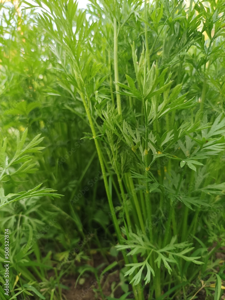 Carrot Carrot