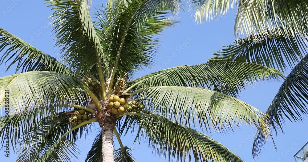 Coconut palm tree against blue sky in south Florida Miami Beach USA Coconut palm tree against blue sky in south Florida Miami Beach USA