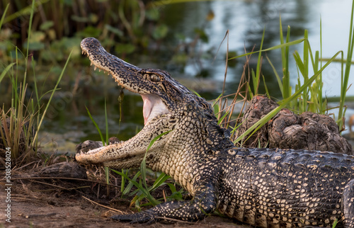 American alligator  showing off it's teeth