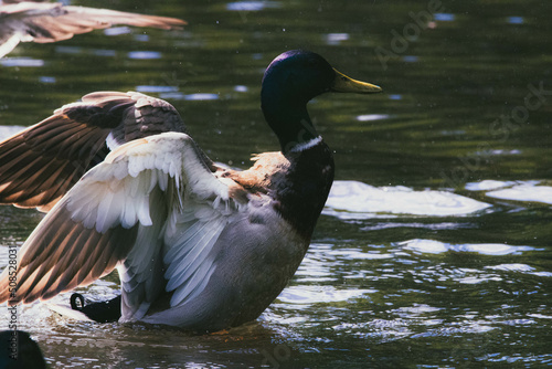 Drifting duck