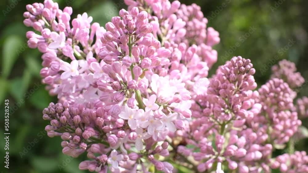Bright natural background for your projects from pink lilac flowers against the background of green trees Bright natural background for your projects from pink lilac flowers against the background of green trees