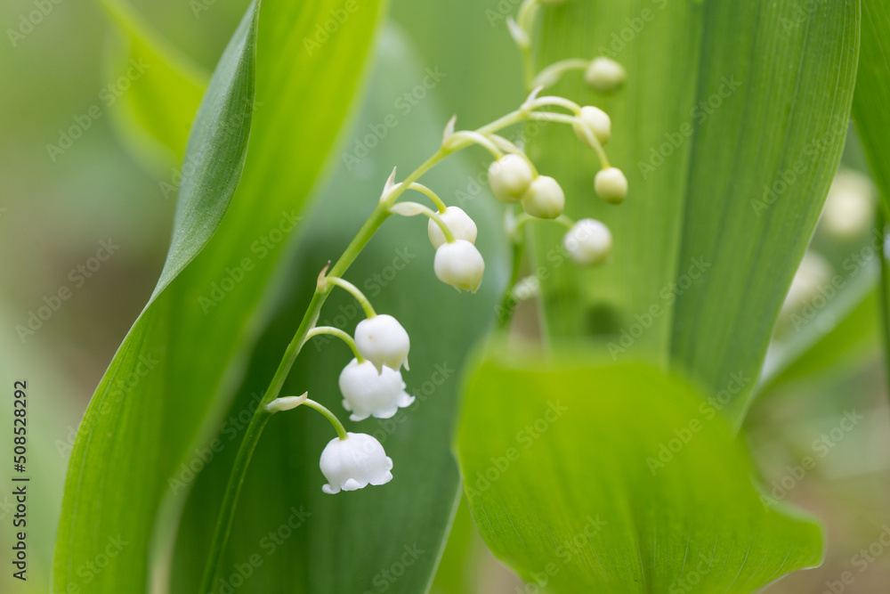 Lily of the valley close-up, detailed bright macro photo. The concept of spring, may, summer. Lily of the valley close-up, detailed bright macro photo. The concept of spring, may, summer.