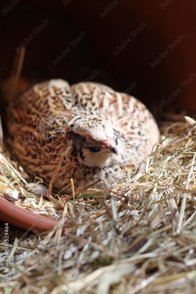 the laying quails have a good life