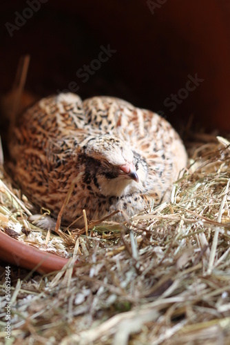 the laying quails have a good life