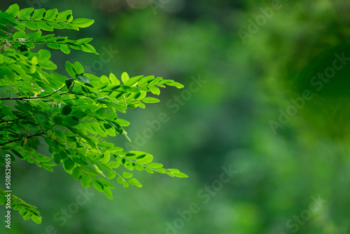 Green leaves in front of the forest