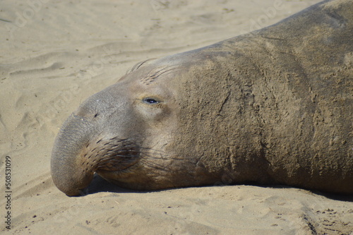 Elephant Seal sleeping