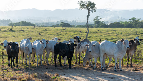 Fototapeta Naklejka Na Ścianę i Meble -  herd of Nelore cattle on pasture