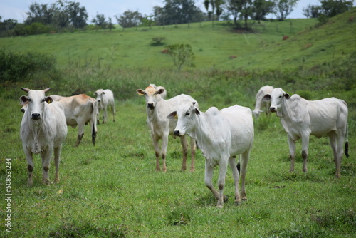 Nelore cattle in the pasture