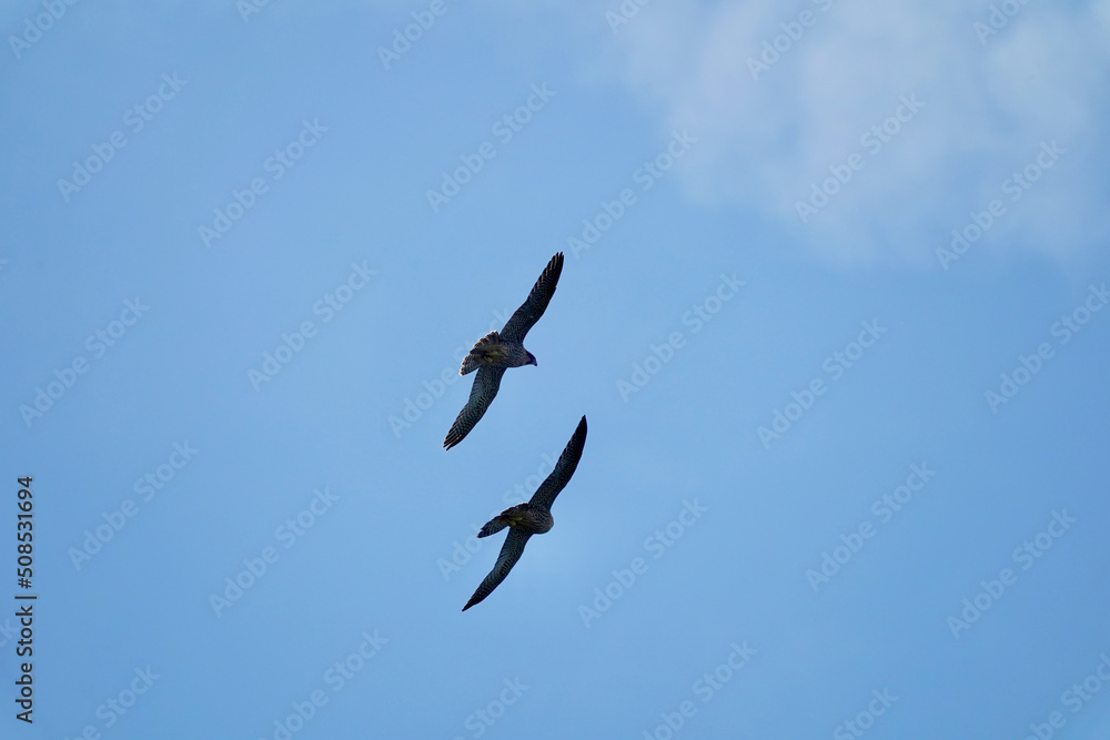 peregrine falcon in flight