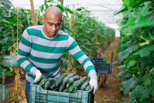 Latin american farm worker arranging crates with freshly picked cucumbers in greenhouse during harvest