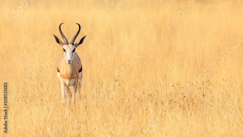 Springbok (medium-sized antelope) in Etosha National Park. Namibia. Wild african animals. Selective focus © Nataliya