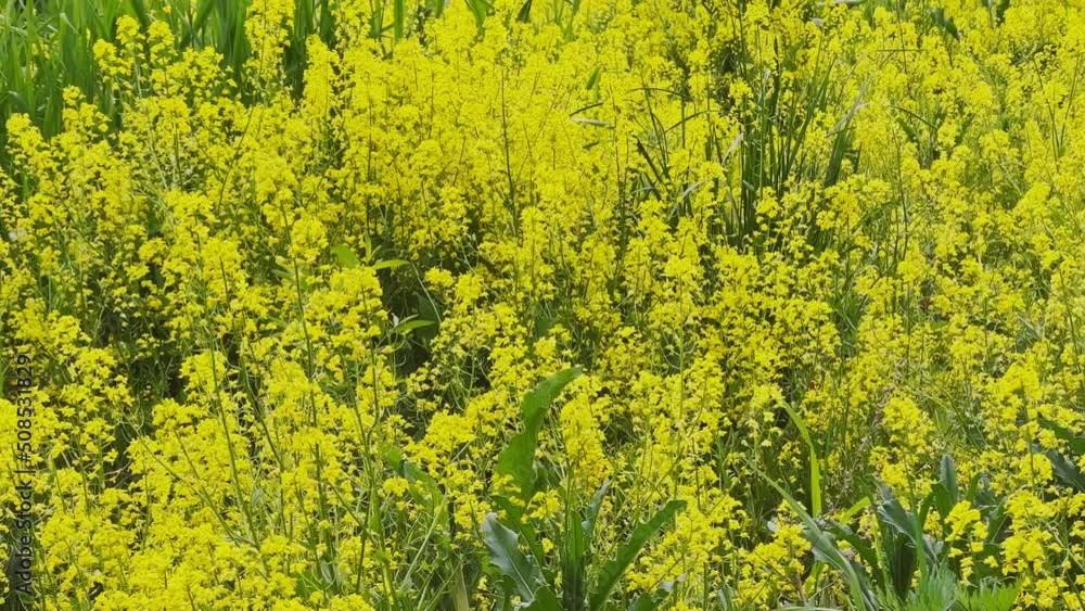 Field of yellow flowers in sunny weather, bees fly and sit on flowers Field of yellow flowers in sunny weather, bees fly and sit on flowers